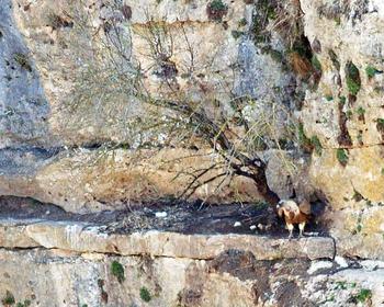 Imagen del buitre leonado  (Foto: Ángel Kamarero)