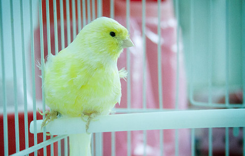 En el Laboratorio de Sistemas Dinámicos estudian los mecanismos involucrados en la generación del canto de aves. Foto: CONICET Fotografía.