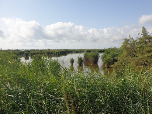 El delta del Ebro es una de las zonas de alto valor ecológico estudiadas / Silvia Lacorte.