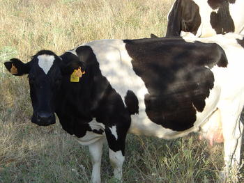 Imagen de una vaca