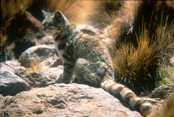 El gato andino es un pequeño felino que se creía exclusivo de las áreas montañosas de América del Sur. (Foto: Jim Sanderson/Small Wild Cat Conservation Foundation)