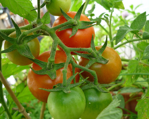 Tomates. FOTO: UNAM