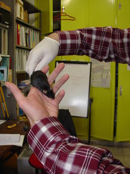 Un investigador manipula un ratón alterado genéticamente.