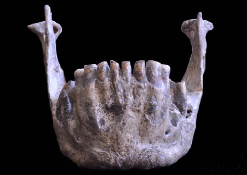 Una de las cuatro mandíbulas encontradas en el yacimiento georgiano de Dmanisi. FOTO: CENIEH.