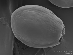 FotografÃ­a de microscopÃ­a electrÃ³nica del barrido de semilla de Vanilla rivasii. FOTO: UN