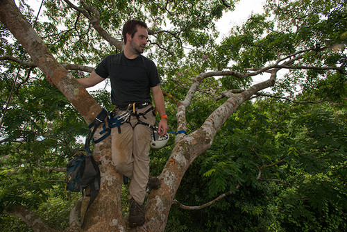 Ben (Max) Adams comparó el número de hormigas en más de 200 árboles que atrapó en el Monumento Natural Barro Colorado en Panamá. FOTO: STRI