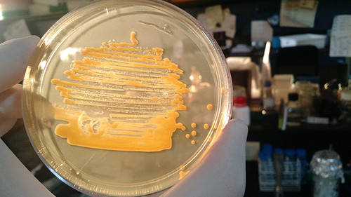 Placa de petri con colonias bacterianas anaranjadas de Xanthomonas campestris, una bacteria que causa la “podredumbre negra” en repollo, nabo, coliflor y otras crucíferas.