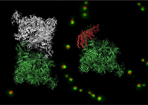ARN polimerasas I. Imagen: Carlos Fernández Tornero.