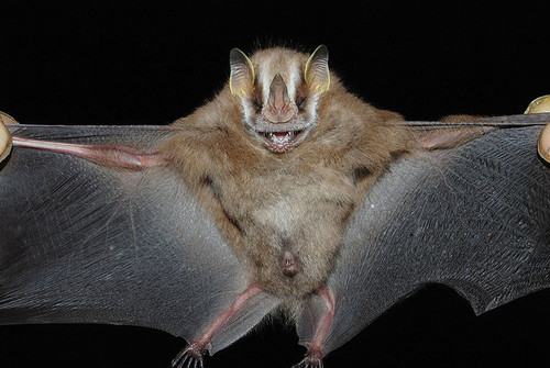 'Vampyressa melissa' es la especie más parecida y cercana/Darwin Morales