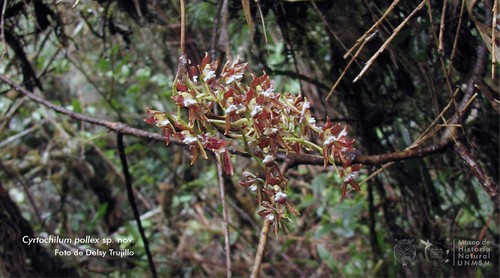 Nueva orquídea./UNMSM.