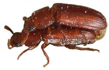 Escarabajo. Foto: CSIC.