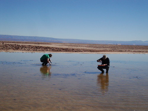 Investigadores de la Universidad de Antofagasta y de la Universidad de Colonia investigan organismos invertebrados del Salar de Atacama (FOTO: UA).