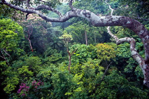 Los bosques tropicales aceleran su propia recuperación, capturando nitrógeno y carbono más rápido después de ser talados o deforestados para la agricultura. FOTO: STRI.