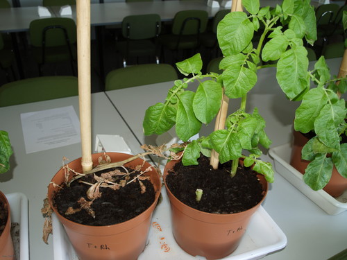 Diferencia entre una planta inoculada por patógenos, que se ha secado, y la protegida con el extracto.