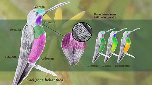 Científicos colombianos estudian la evolución del color en los colibríes. FOTO: UDEA