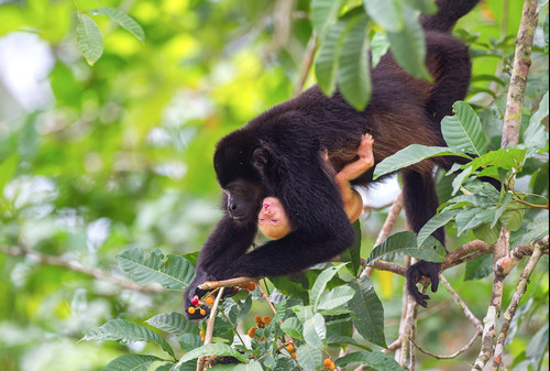 Se han observado distintos tipos de coloración anómala en tropas de monos congos en el norte del país y en el Caribe/Anthony Jiménez Solórzano.