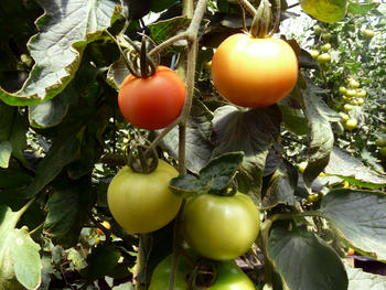 Tomates (FOTO: UN).