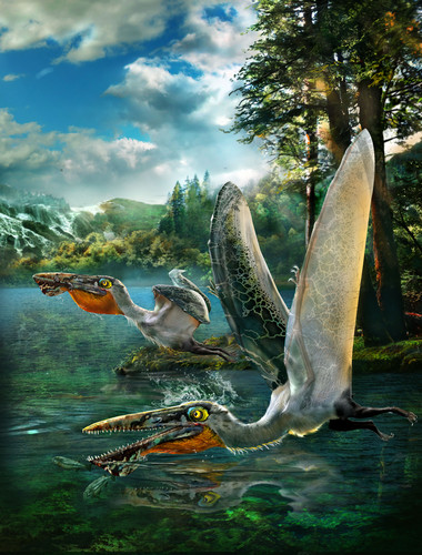 Ikrandraco avatar, pterosaurio hallado en China. Imagen: Chuang Zhao.