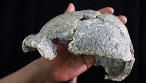 Cráneo de Homo Erectus. Foto: CENIEH.
