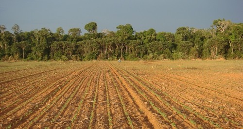 Una plantación en un área talada de la Amazonia donde se recolectaron muestras/Cena-USP