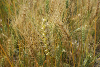 INIAP prueba 25 nuevas líneas avanzadas de trigo.