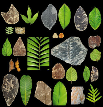 Fósiles de plantas de un bosque neotropical encontrados en la mina de carbón de Cerrejón, norte de Colombia, comparados con plantas modernas. (Foto: STRI)