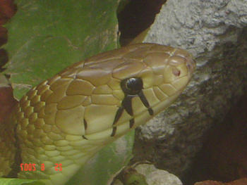 Serpiente típica del bosque seco (FOTO: UCR).