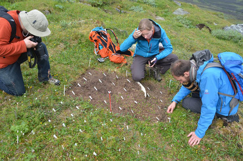 Científicos estudian la interacción entre clima e invasión de plantas en Suecia y Chile (FOTO: UdeC).