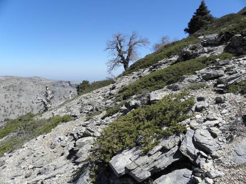 Ambiente de alta montaña mediterránea en la Sierra de las Nieves (Málaga), con la sabina rastrera (Juniperus sabina) en primer plano-Ana Isabel García-Cervigón