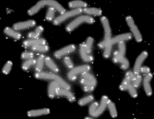 Cromosomas (en gris) y telómeros (blanco). Imagen: Fapesp.