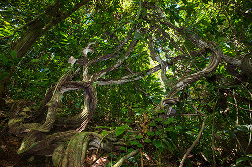 Lianas en bosques tropicales jóvenes/STRI