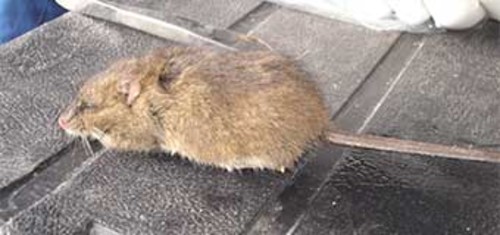 El roedor Oligoryzomys yatesi sp. nov./UC