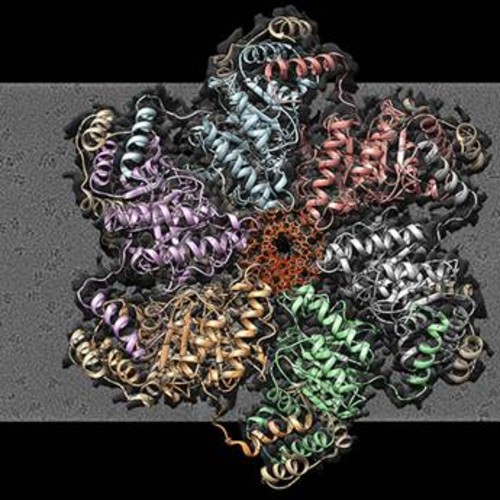 Estructura de la helicasa replicativa bacteriana unida a ADN sobre una imagen de crio-microscopía./ CSIC/CIB.