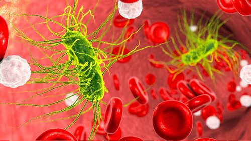 Bacteria 'Escherichia coli' en sangre, ilustración 3D. Sepsis, bacteriemia/Ilustración Kateryna Kon.