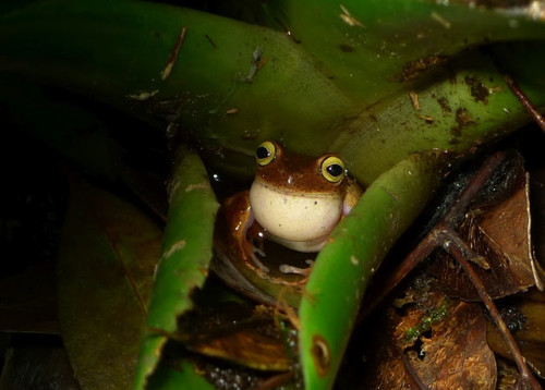 Las ranas arborícolas de Paranapiacaba se aparean y desovan en pequeños charcos de agua, dentro de tanques de hojas de bromelia/Leo R. Malagoli