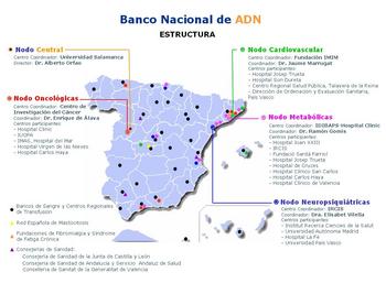 Mapa elaborado por la Fundación Genoma España que muestra los distintos nodos del Banco Nacional de ADN.