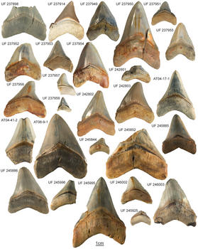 Colección de dientes de la especie de tiburón gigante 'Carcharocles megalodon' hallados en la formación geológica de Gatún, Panamá. (Imagen: PLoS One)