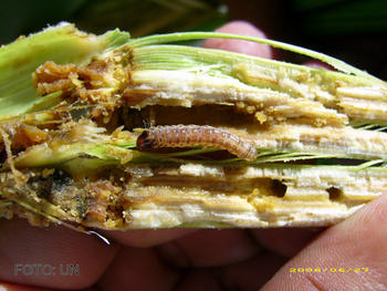 Cultivo de arroz afectado por una plaga.