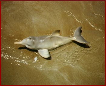 Cría de delfín (FOTO: CSIC).