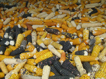 maíz criollo