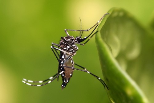 La hembra del Aedes aegypti es la responsable de la transmisión del virus del dengue a humanos. FOTO: UCR.