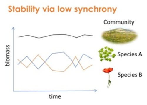 Ilustración que resume el resultado principal, que muestra que las bajas fluctuaciones de sincronía de la abundancia de especies dan como resultado la estabilidad a nivel de la comunidad.