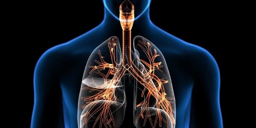 Sistema respiratorio humano.