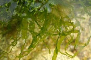 Alga marina (FOTO: USACH).