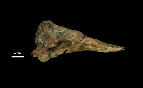 Fragmento de cráneo del fósil hallado de la nueva especia de ballena de Panamá. FOTO: STRI