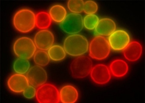 En un artículo de la revista Free Radical Biology, científicos demuestran qué sucede con la célula de levadura cuando no funciona uno de los caminos que transportan señales desde la mitocondria hasta el núcleo. FOTO: FAPESP