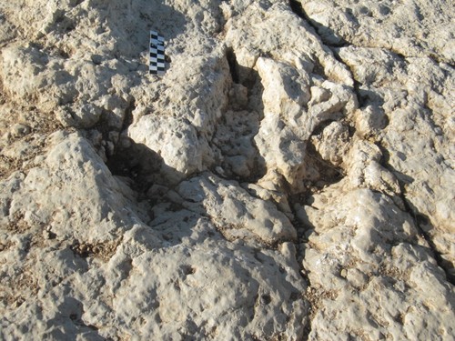 Huella tridáctila terópoda hallada en la Sierra de la Demanda. FOTO: CAS.
