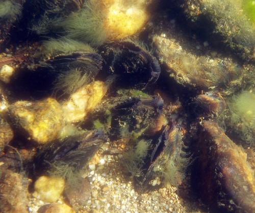 Alga sobre la náyade de río en el rio Negro. Foto: Javier Morales.