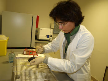 La investigadora del Instituto de Biomedicina de la Universidad de León (Ibiomed), María Luisa del Río, practica una inyección a un ratón de laboratorio.
