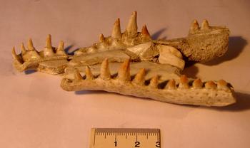 Maxilar del cocodrilo 'Duerosuchus piscator', en una imagen tomada por los descubridores.